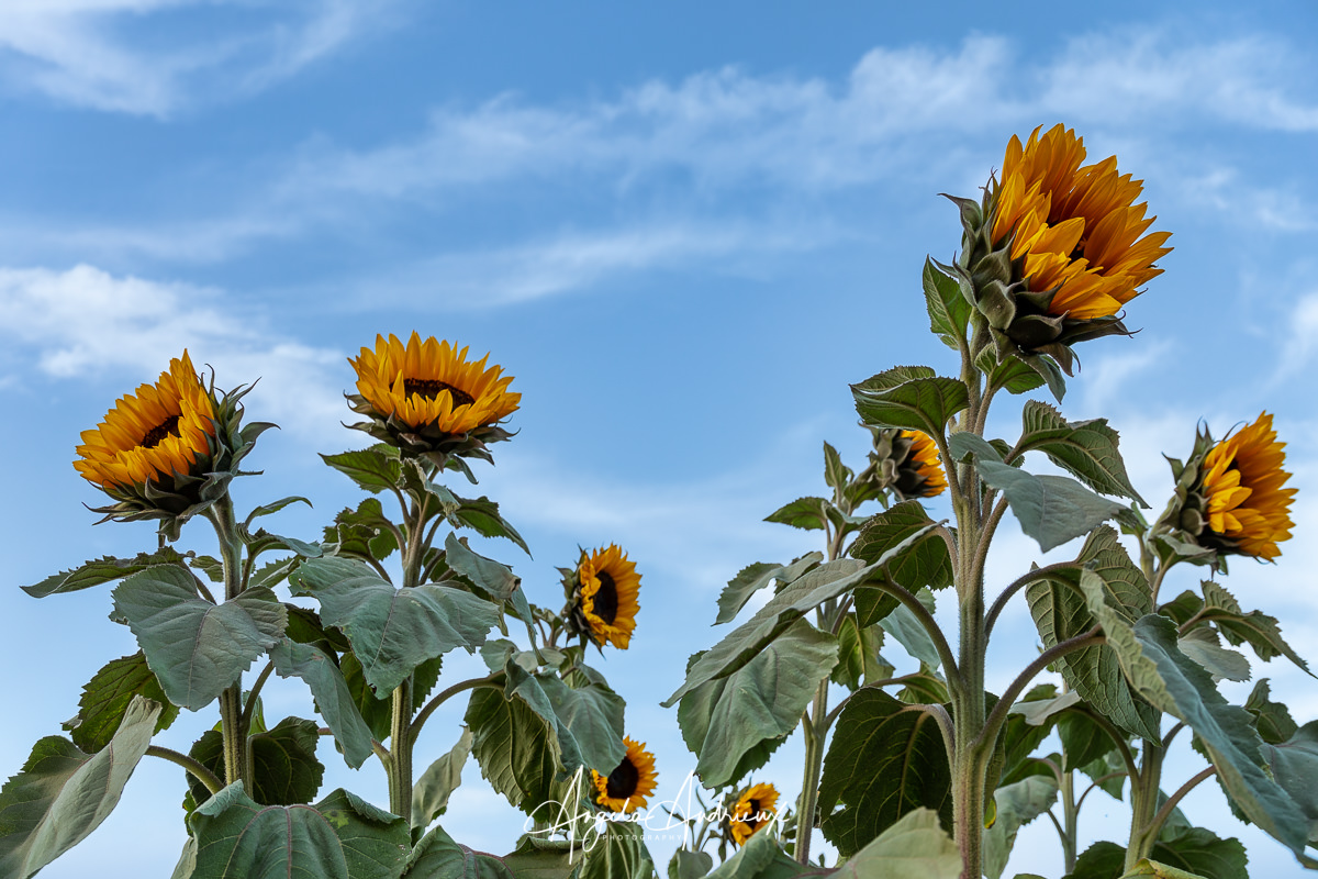 Sunflowers by Angela Andrieux