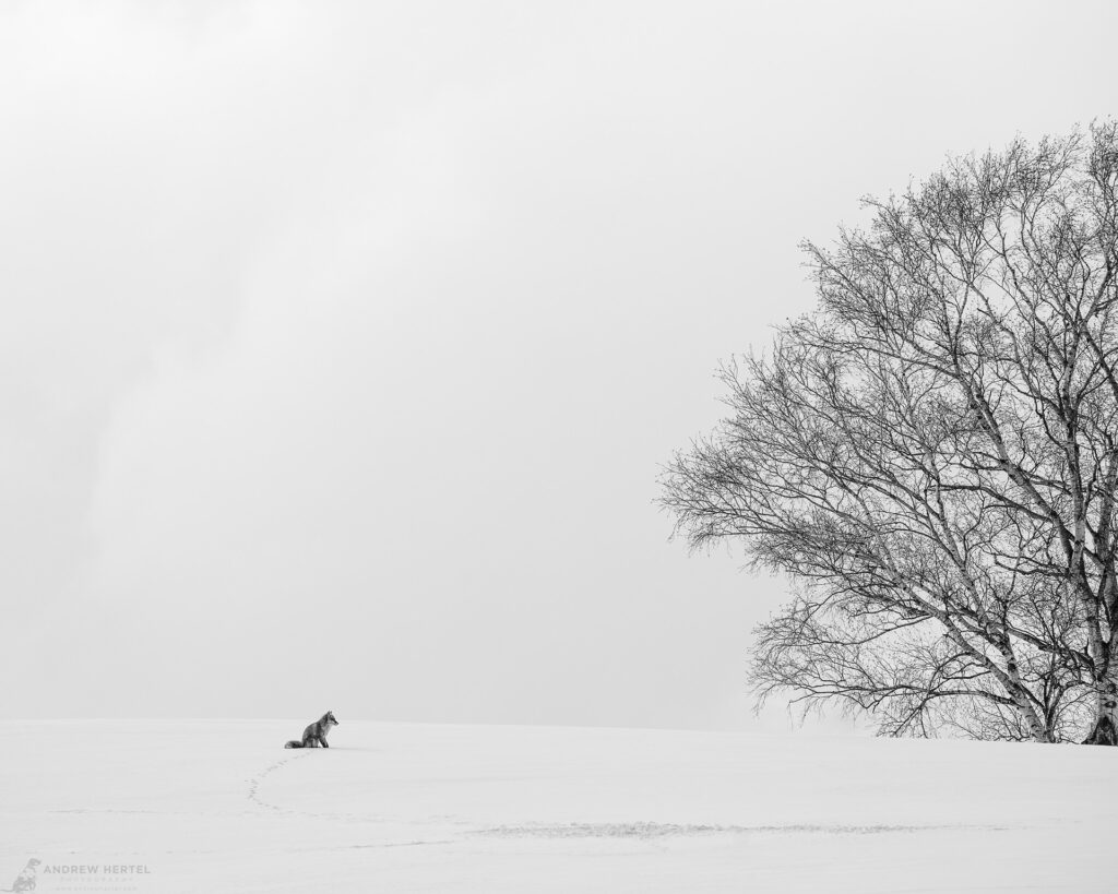 © Andrew Hertel | Japan 2024