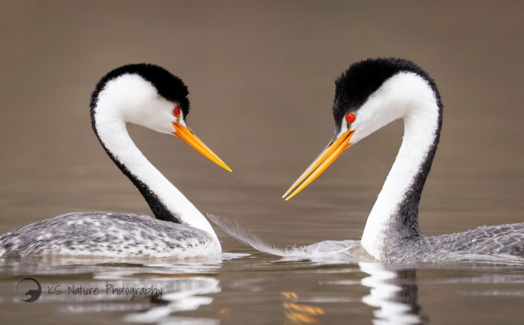 © Krisztina Scheeff