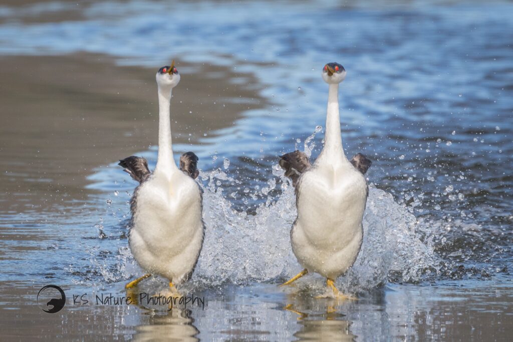 © Krisztina Scheeff