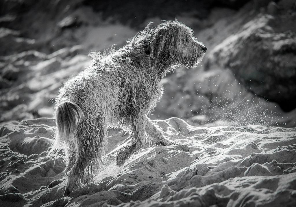 First Place Monochrome: Sniffing Around by Jeff Booher