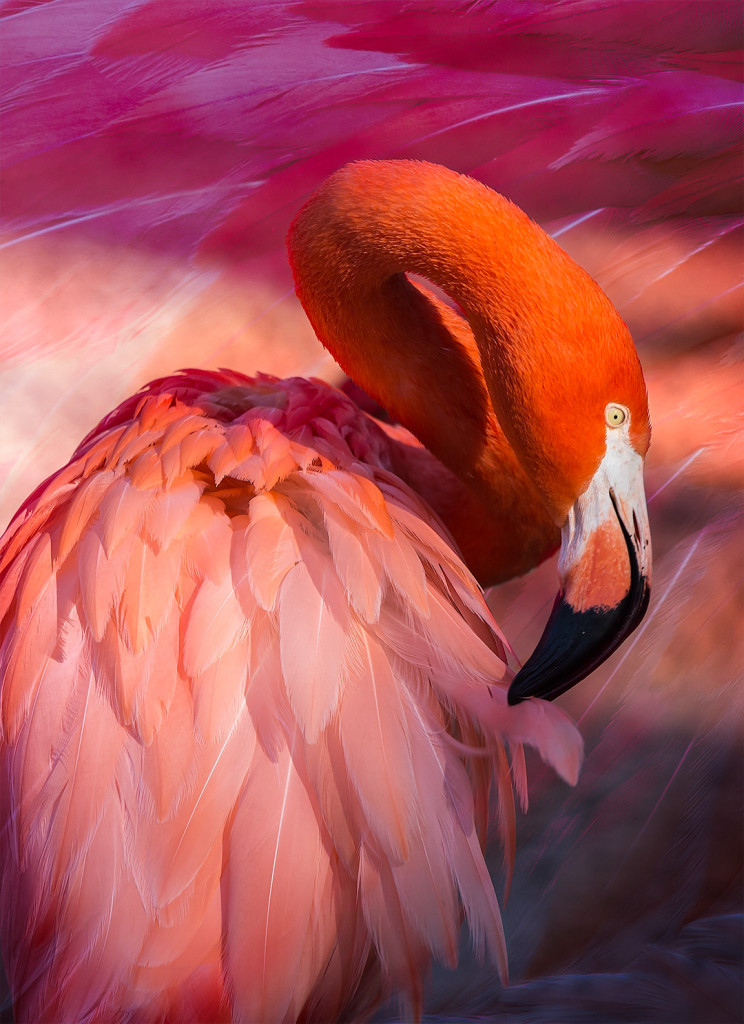 2015 Year End Nature
