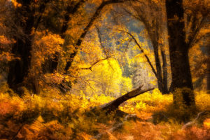 Darkroomers On Location: Eastern Sierra Fall Colors