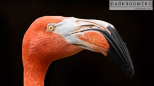 Darkroomers at the Zoo @ San Diego Zoo | San Diego | California | United States