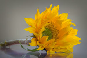 Darkroomers Quarterly Competition @ Photographic Arts Building | San Diego | California | United States