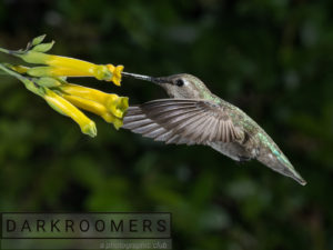 Darkroomers Presents:Hummingbird Photography @ Photographic Arts Building | San Diego | California | United States
