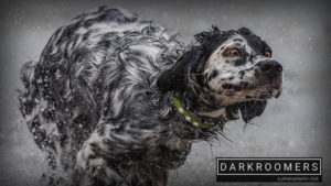 Darkroomers on Location: Imperial Beach Surf Dog Competition @ Imperial Beach Pier | Imperial Beach | California | United States