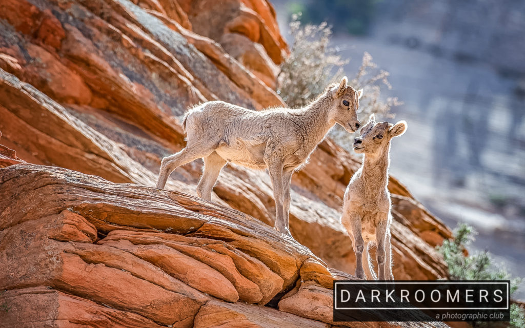2018 Year End Wildlife