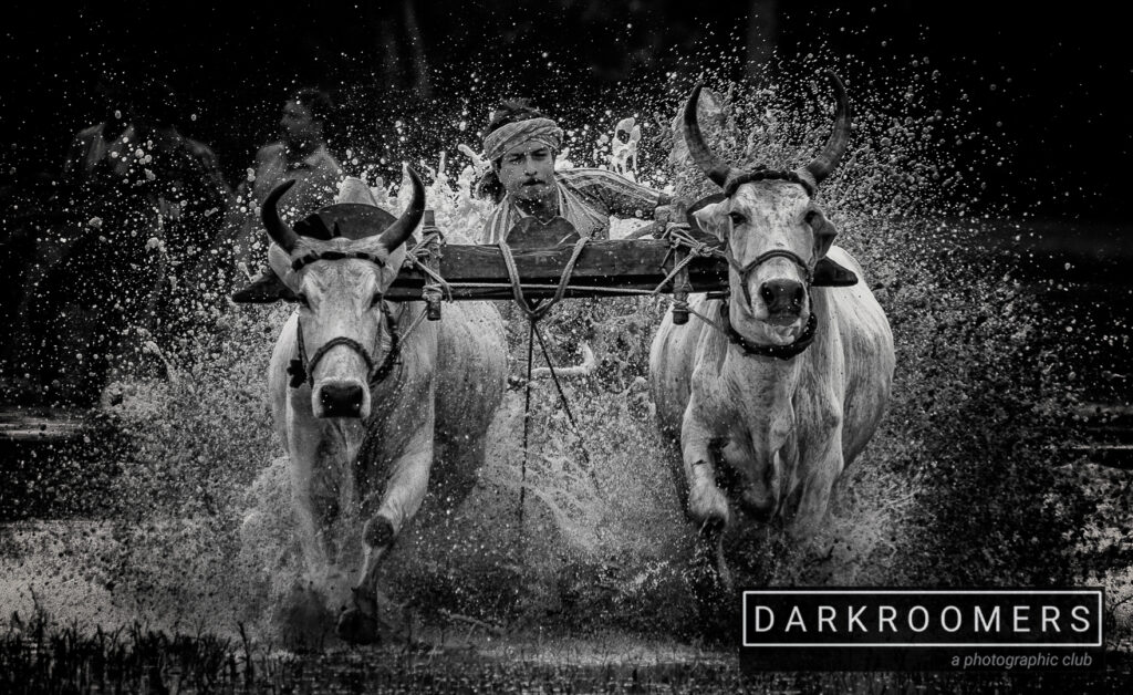2019 Year End Monochrome: Animals & People