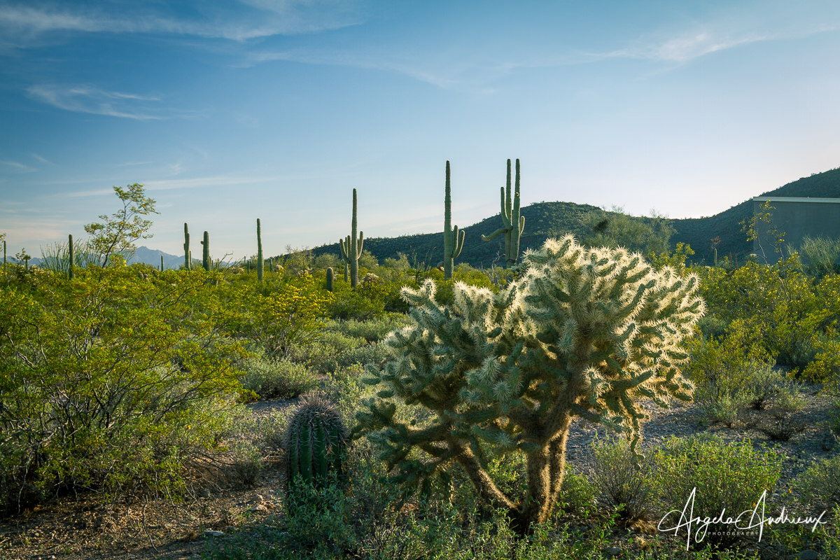 Organ Pipe Cactus National Munument in Arizona
