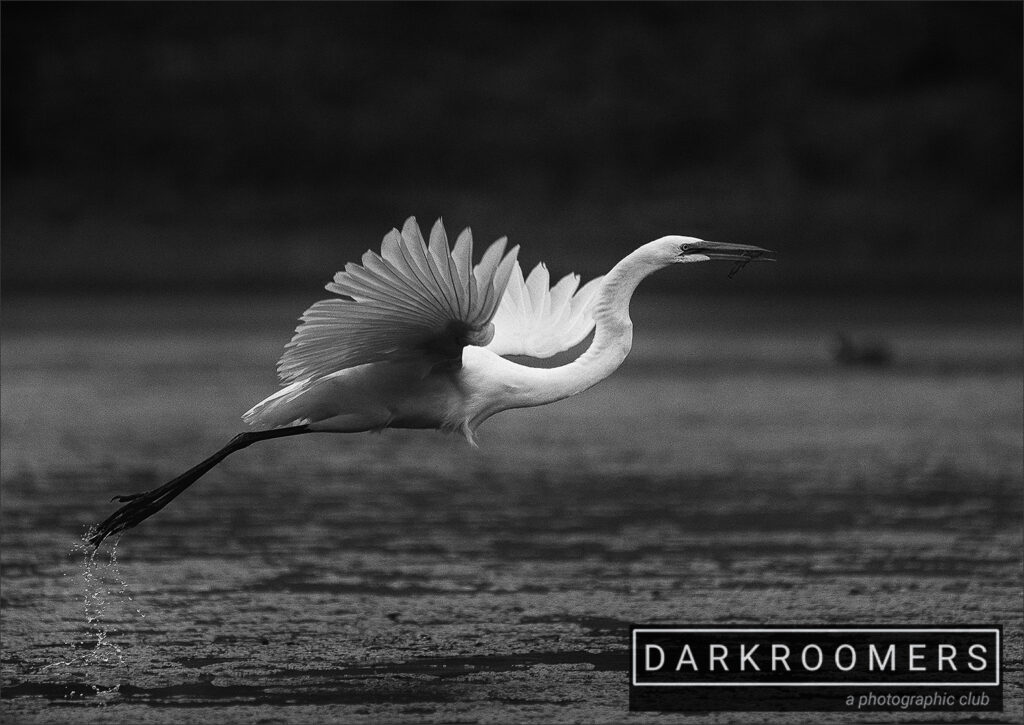2020 Year End Monochrome