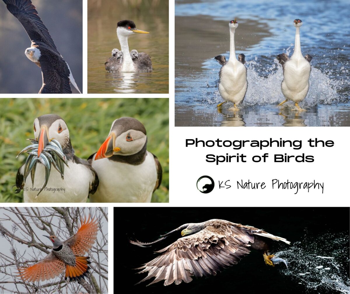 Photographing the Spirit of Birds