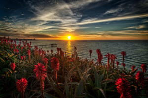 Darkroomers on Location: La Jolla Aloe Blooms