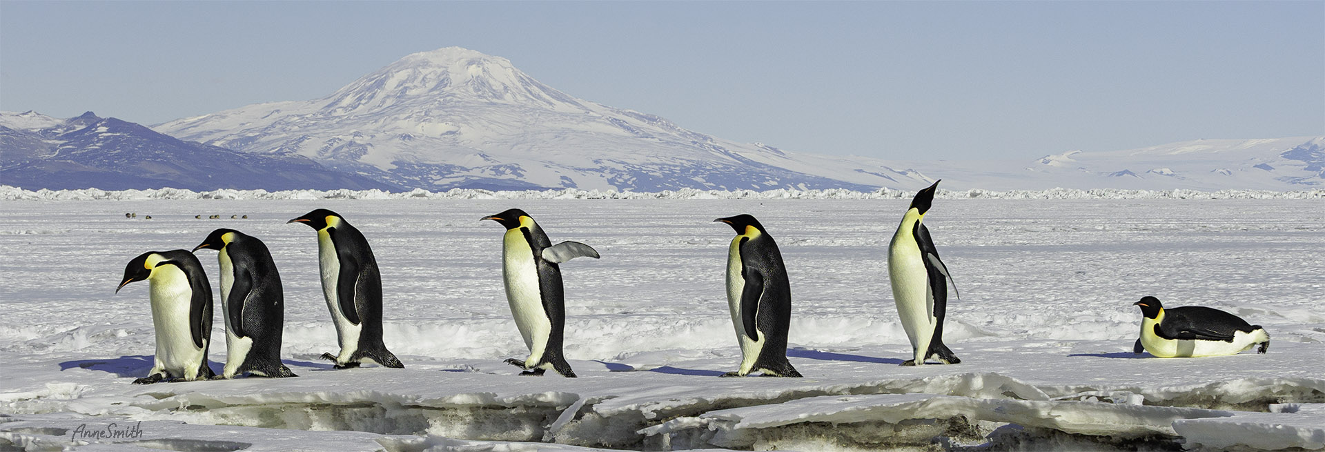 © Anne Smith Penguin March and Mt Discovery