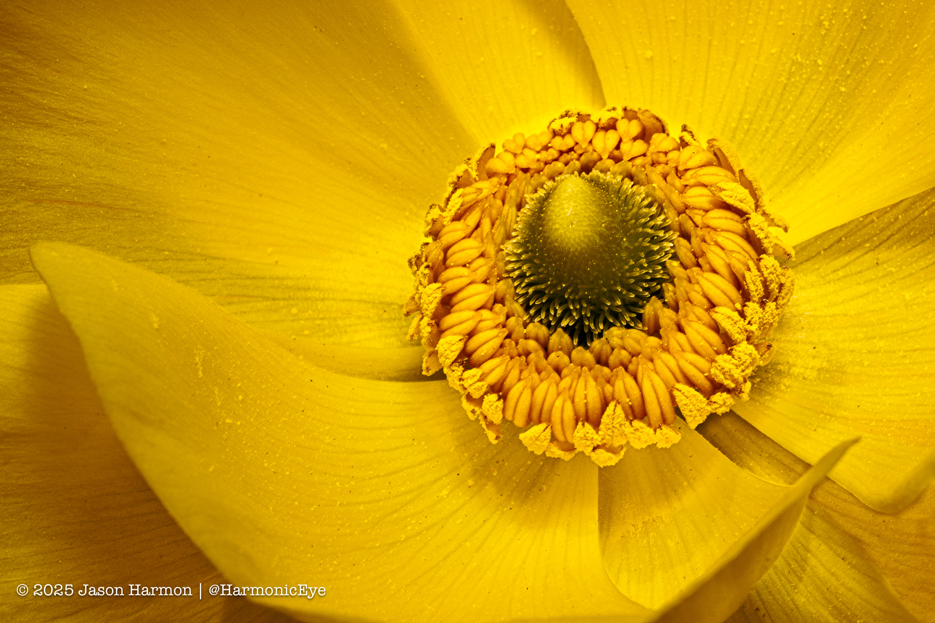© Jason Harmon "Ranunculus Radiance"