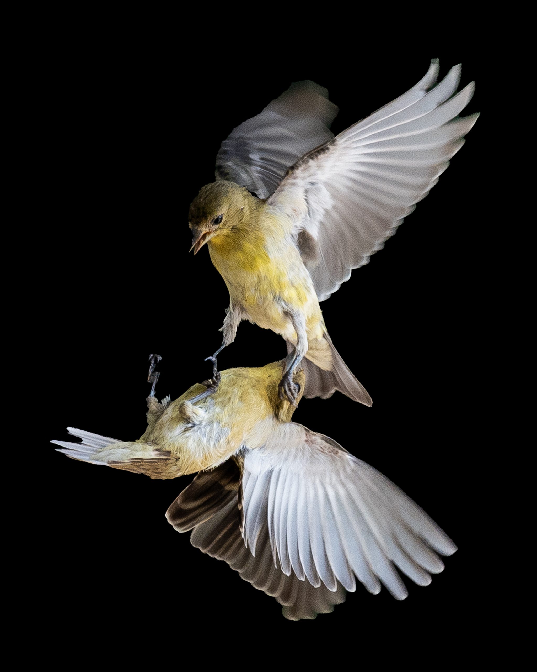 Aerial Warfare by Rick Phillips