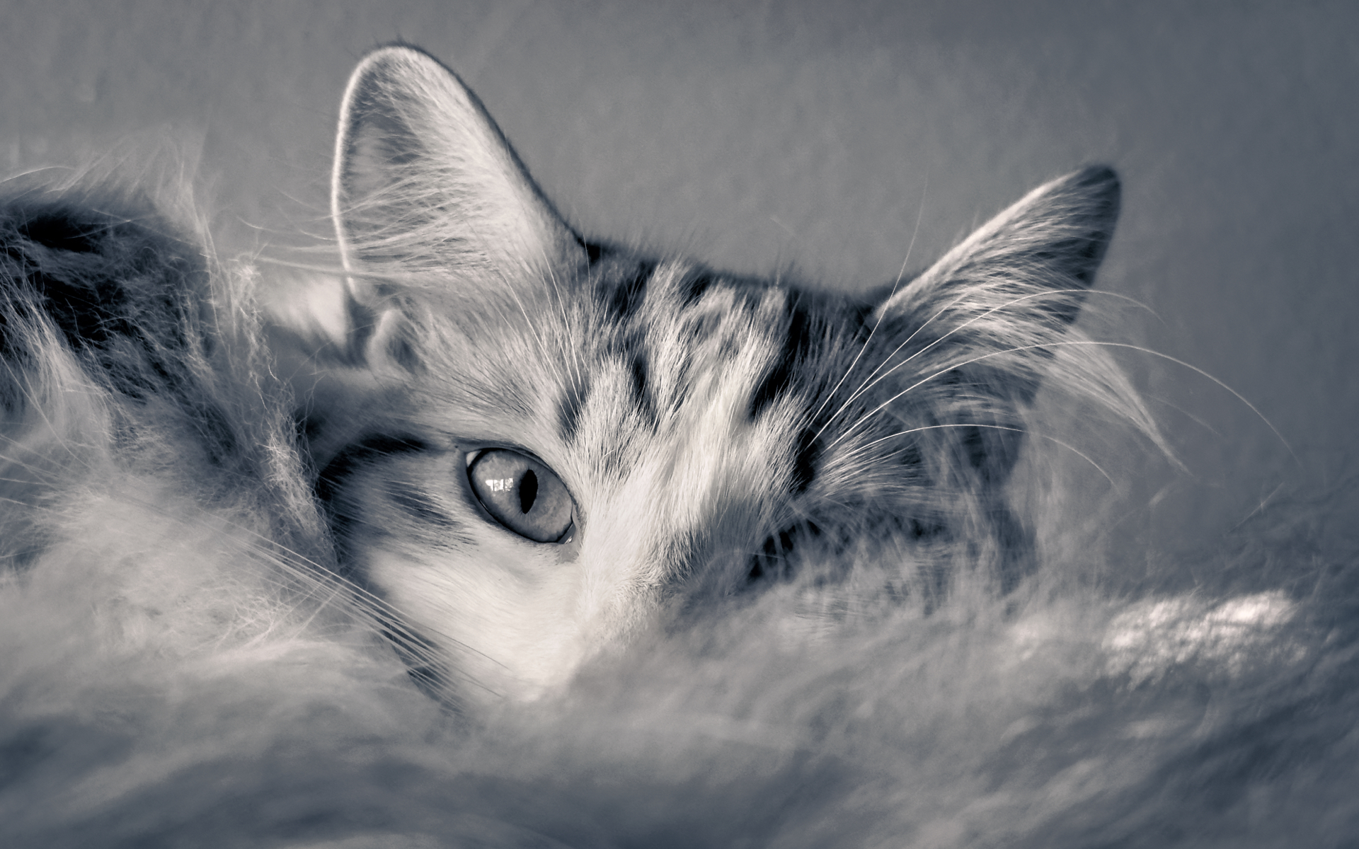 Macallan The Cat by Angela Andrieux