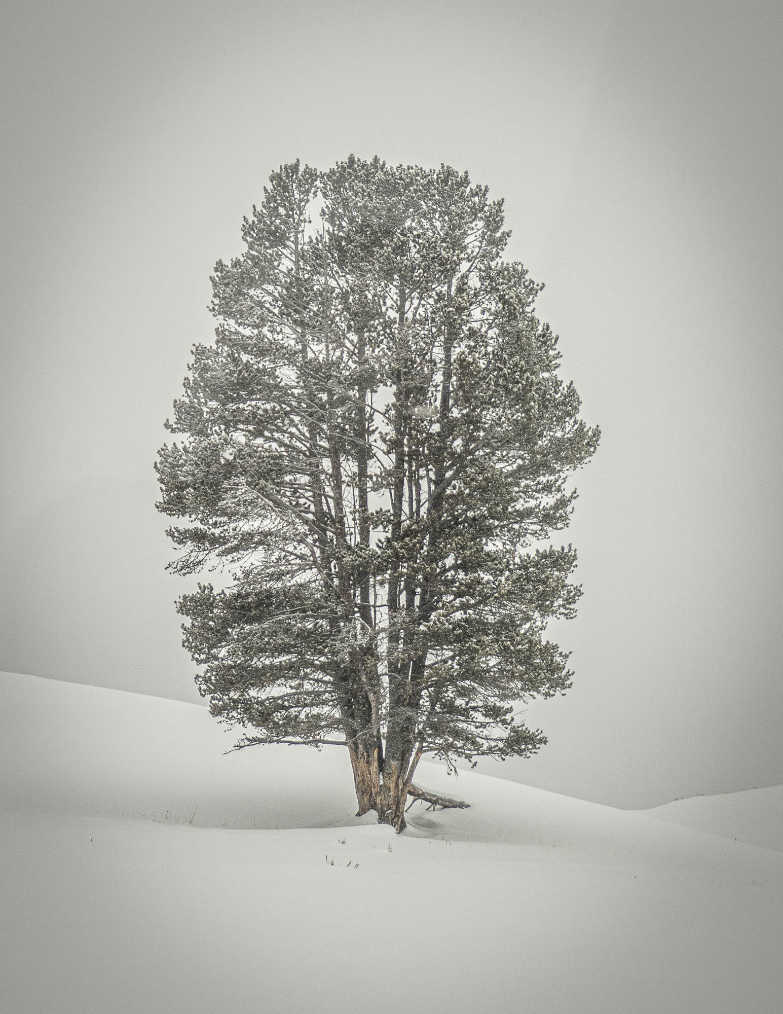 Winter's Fog by Michael Peddecord