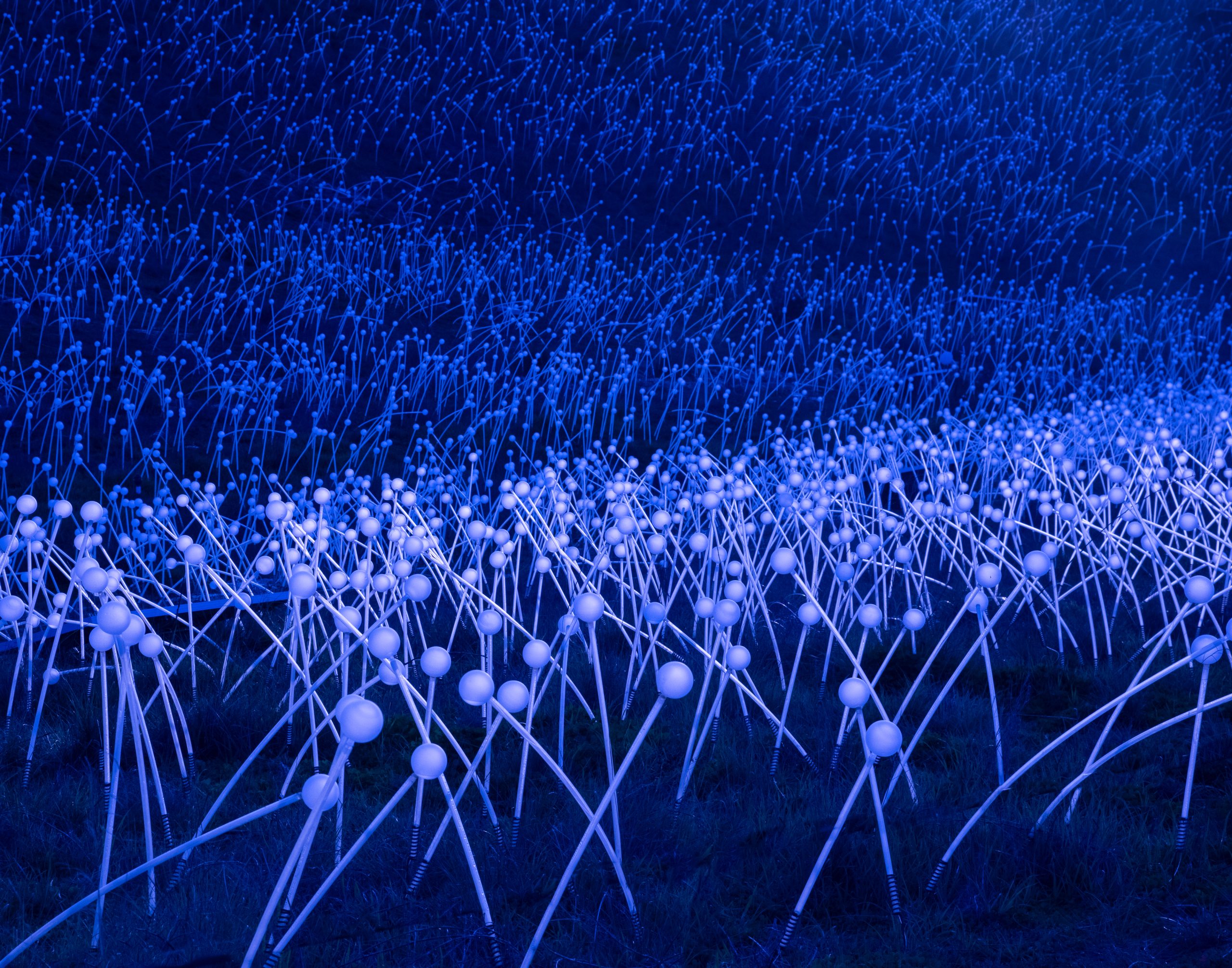 Fields of Blue by Lois Fong-Sakai