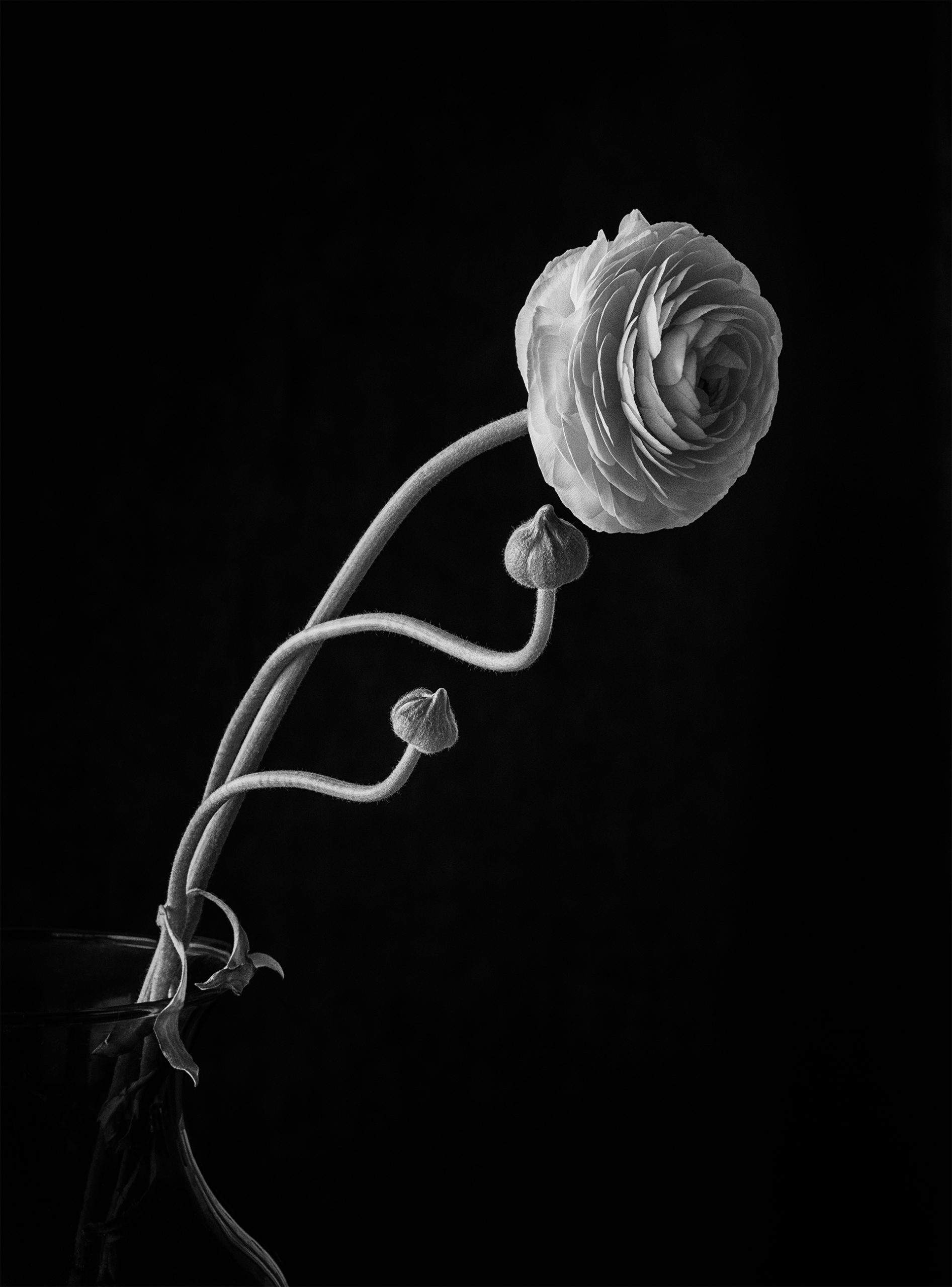 Simple Entanglement by Lisa Miller