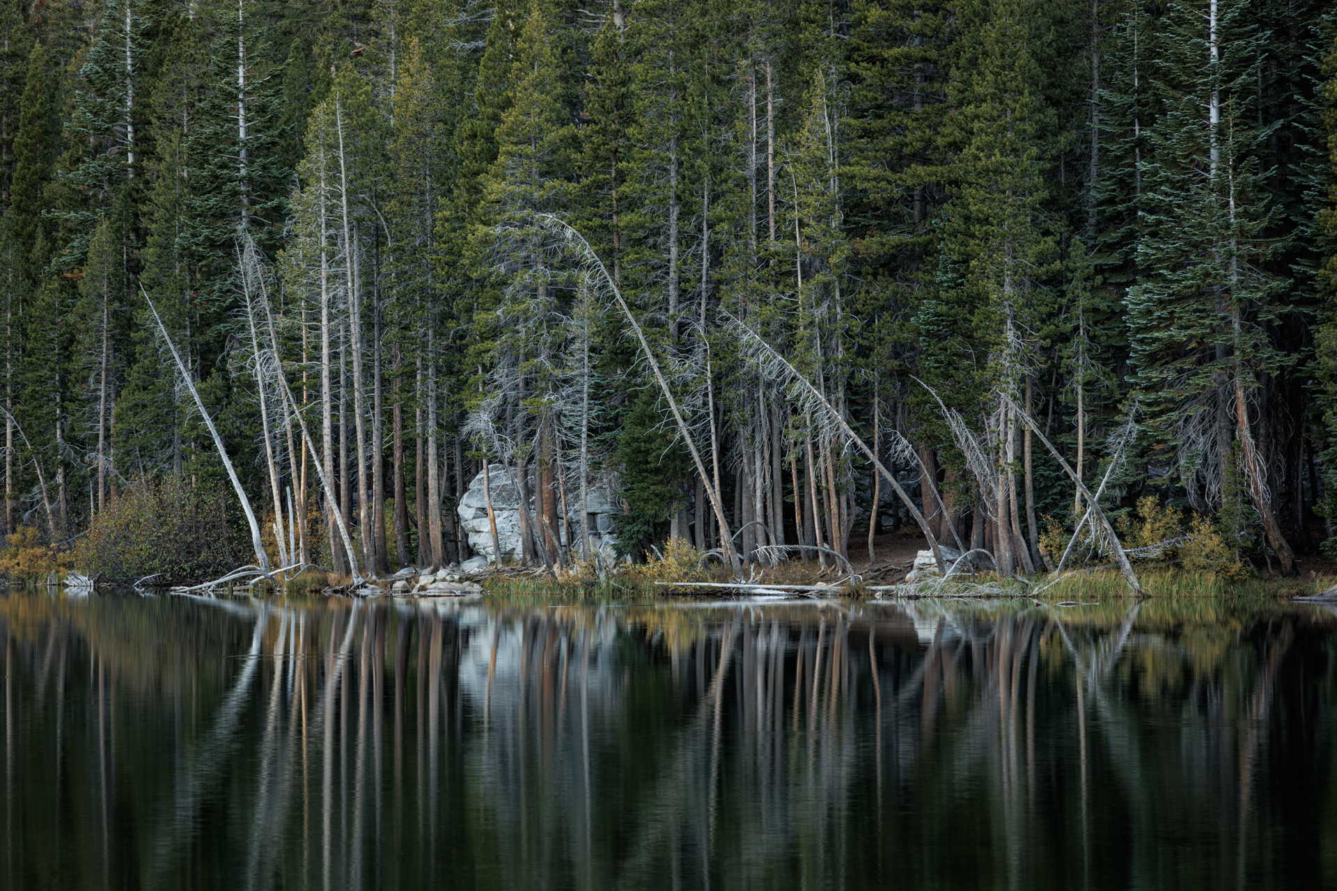 Forest Meditation by Angela Andrieux