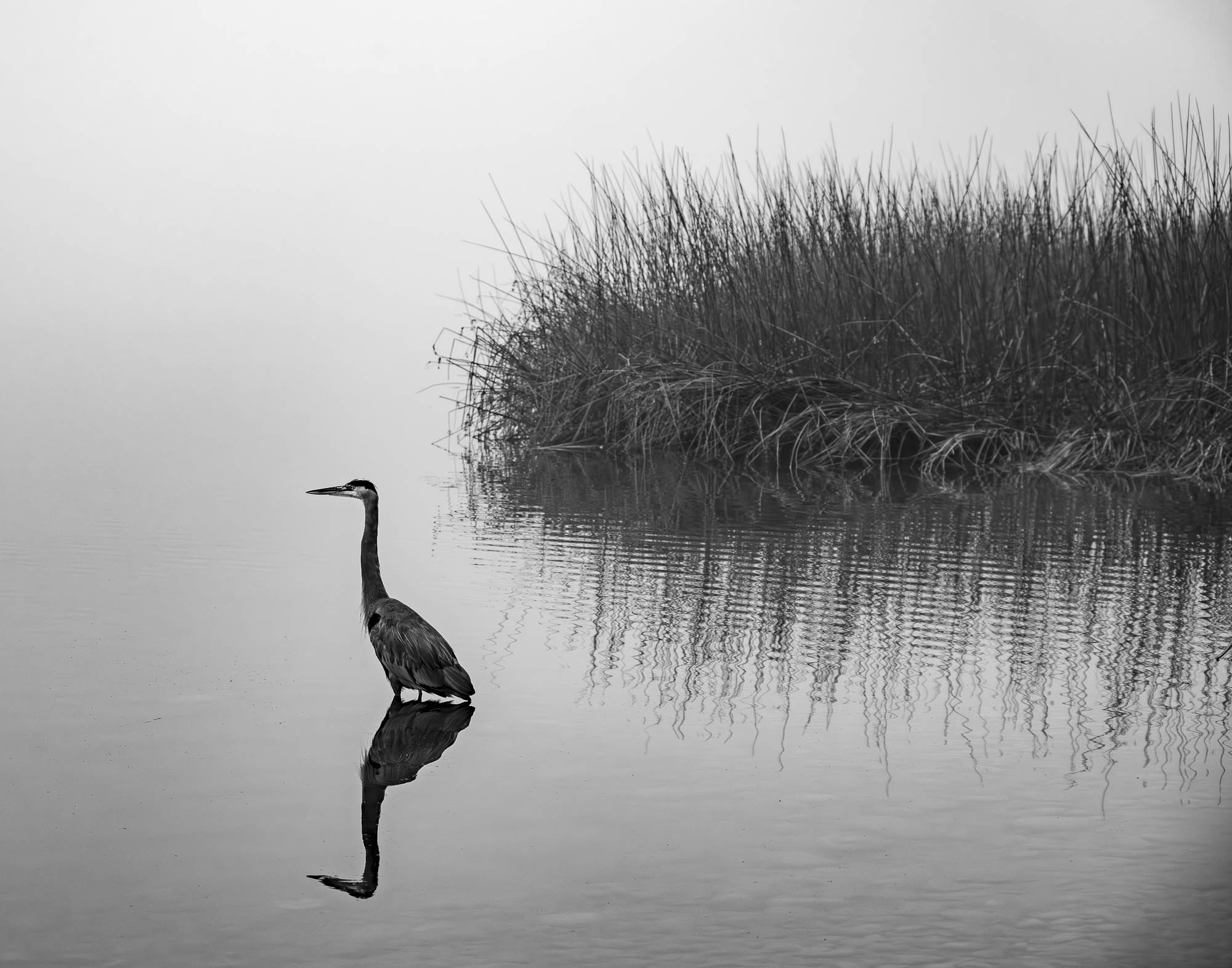 Morning At The Lake by Mary Peddecord