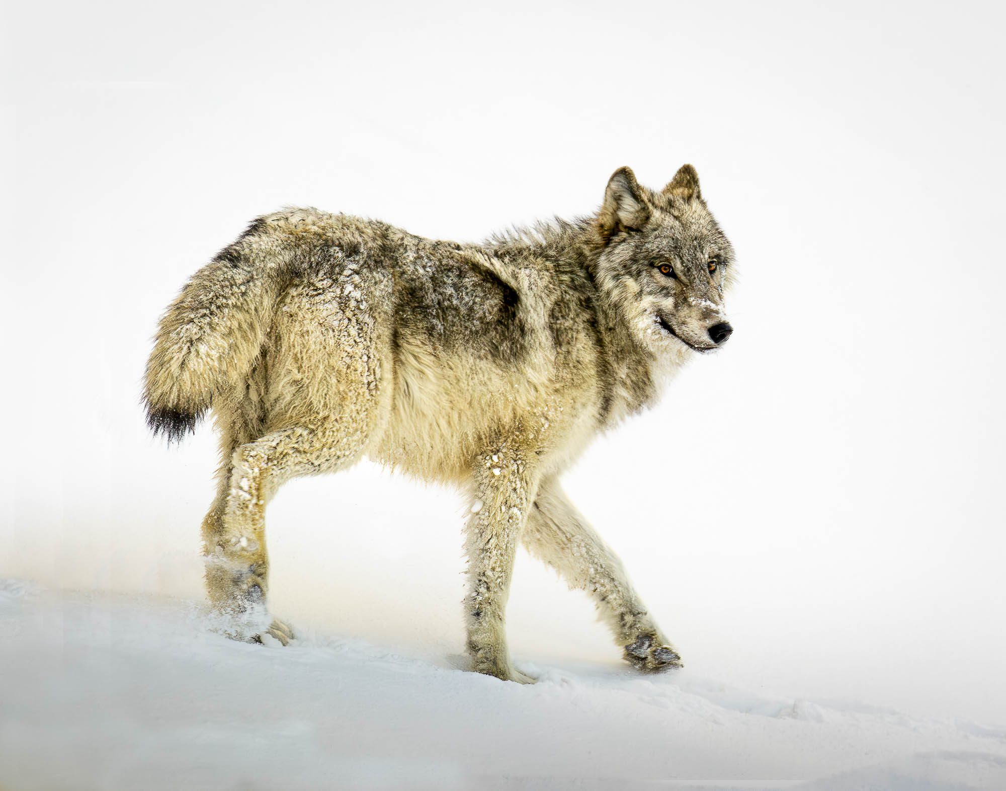 Young Wolf by Michael Peddecord