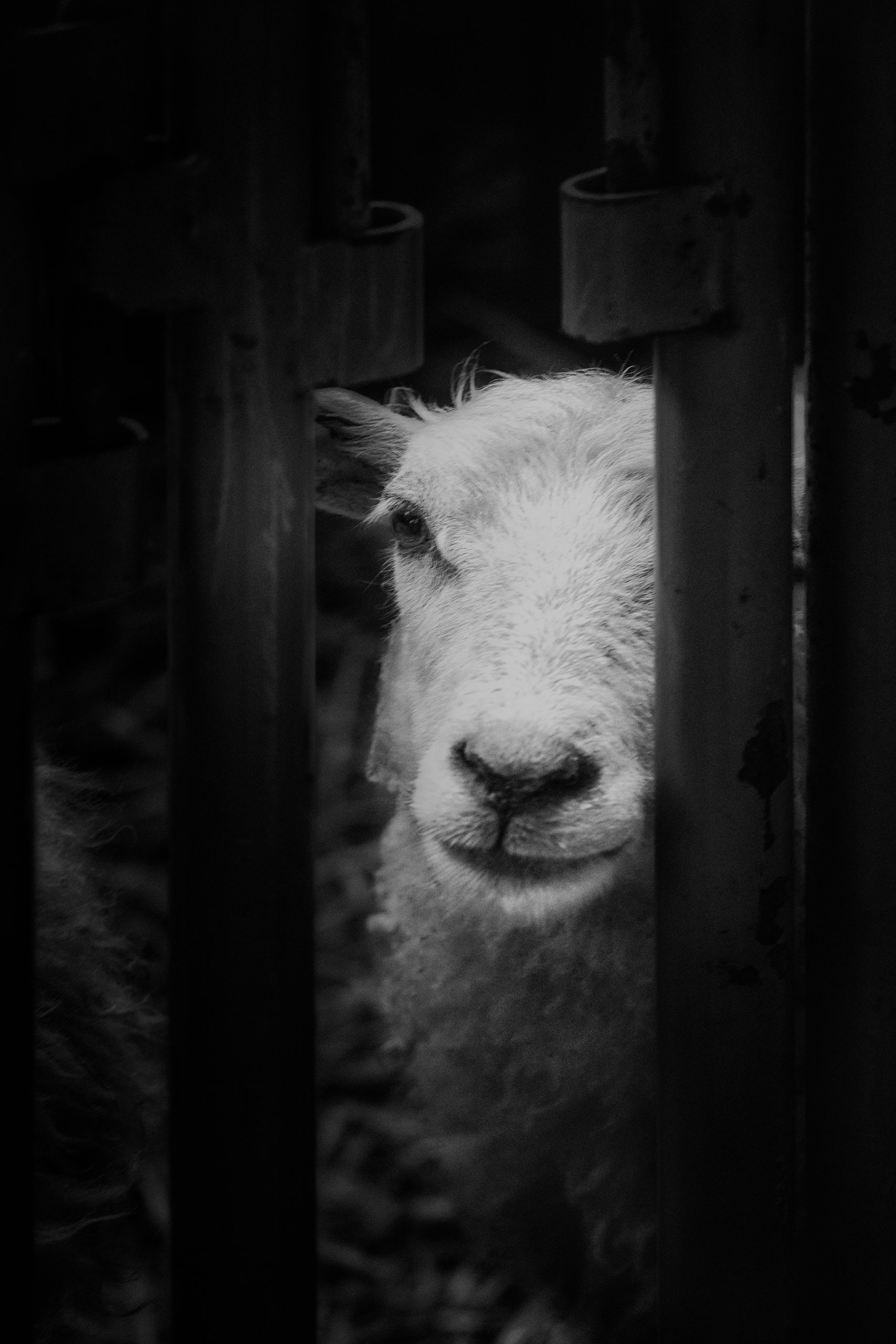 Let Me Out by Lisa Miller