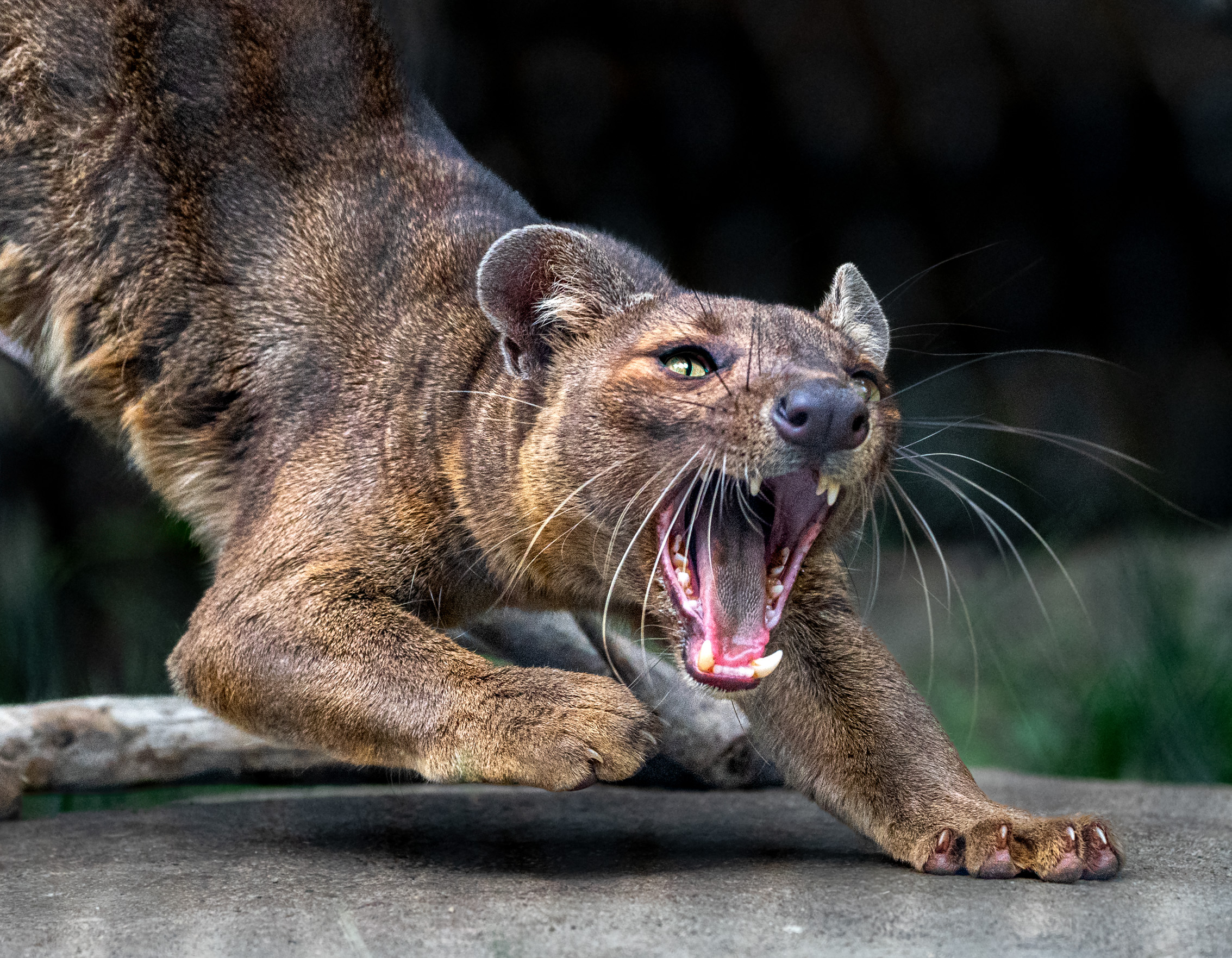 Madagascar Fossa by James Pyle