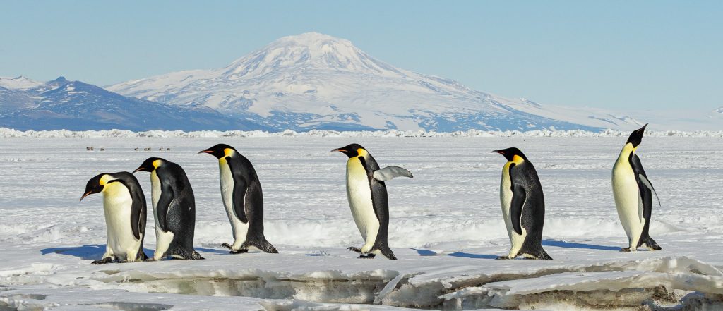 A lone penguin on snow with mountain and sea behind
The Long Ice Walk by Anne Smith