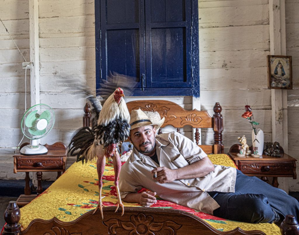 Two roosters staged on a bed in a blue-walled room
Ready for a Fight by Mary Peddecord