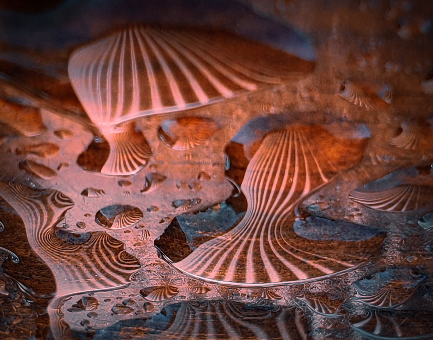 Distorted Reflections by Lois Fong-Sakai