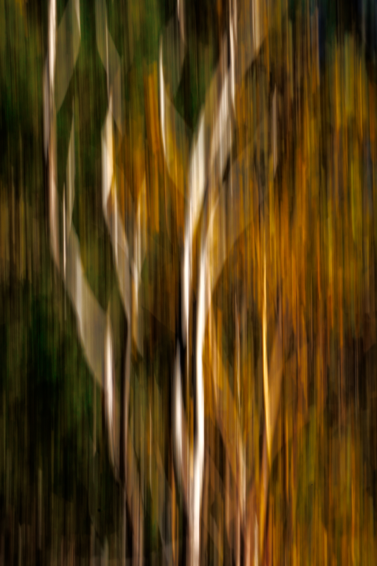 Cottonwood Dreams by Angela Andrieux