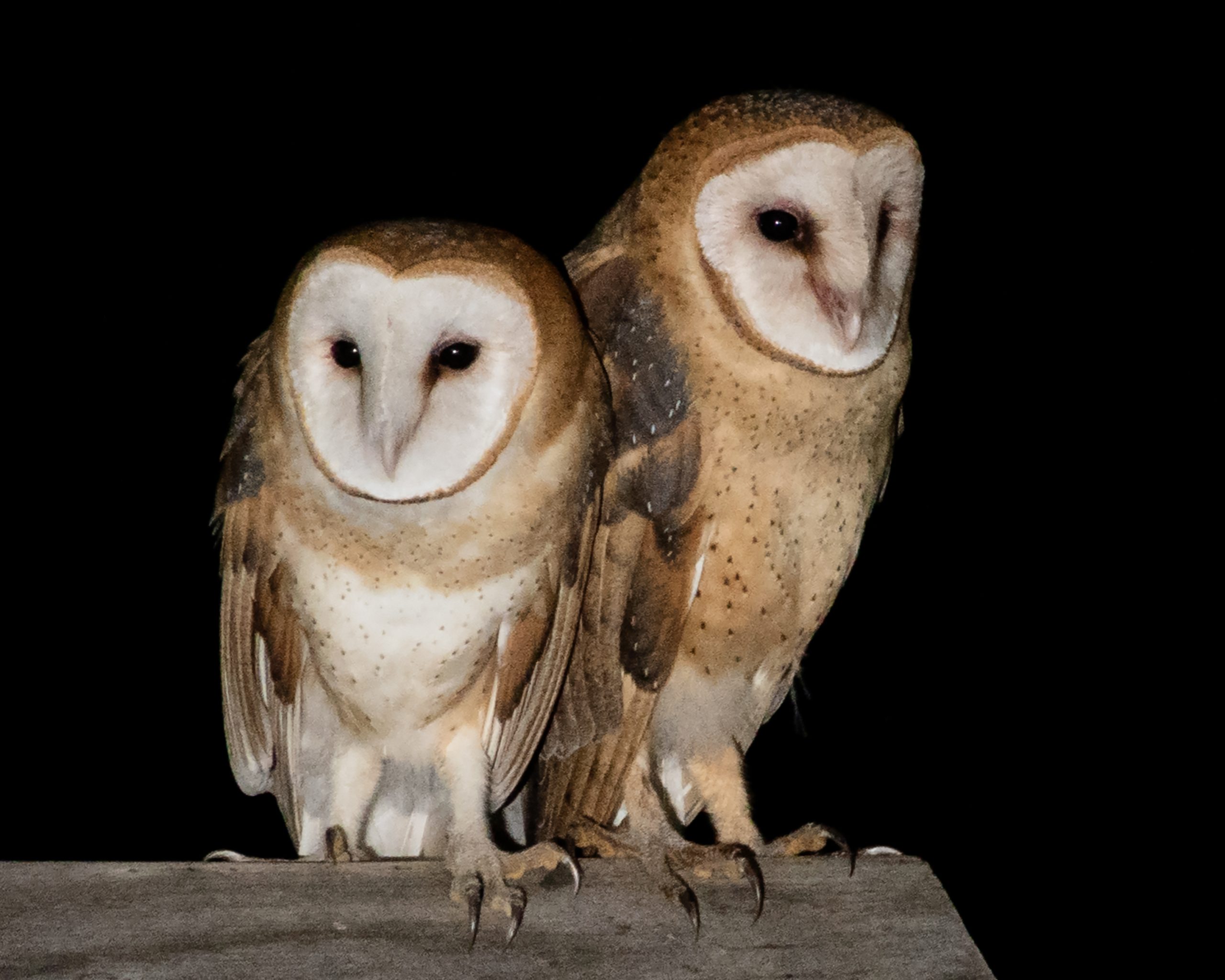 Barn Owls by Rick Phillips