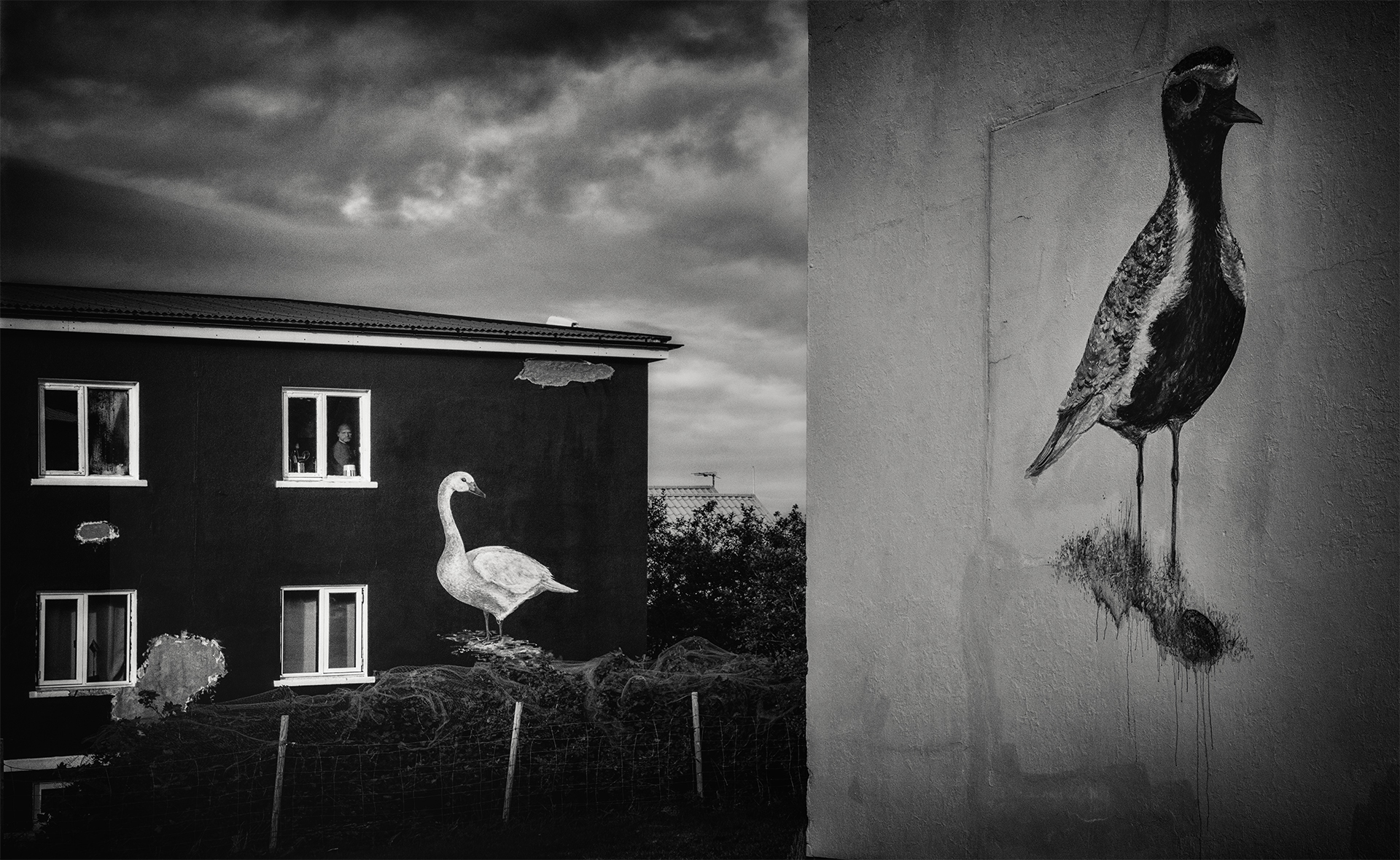 The Bird Watcher by Lisa Miller