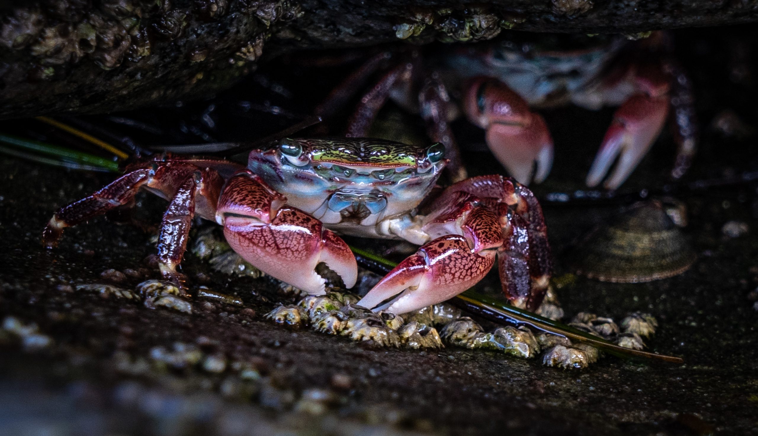 Striped Shore Crab by James Pyle