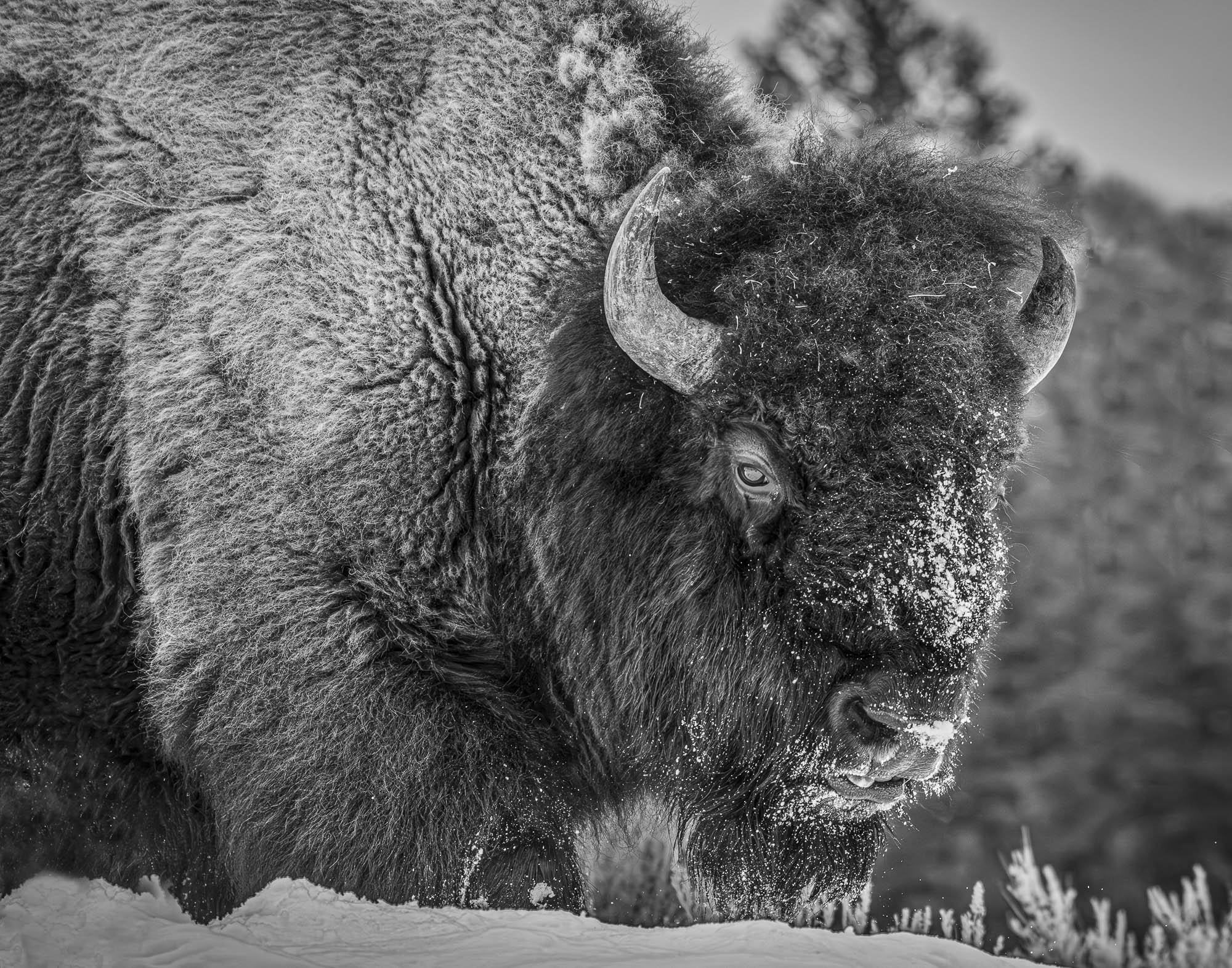 Bison In The Snow by Michael Peddecord