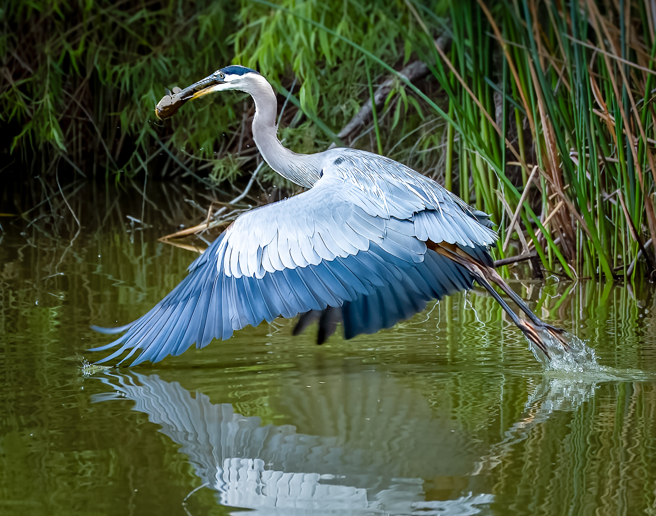 Blue Heron Fishing by James Pyle