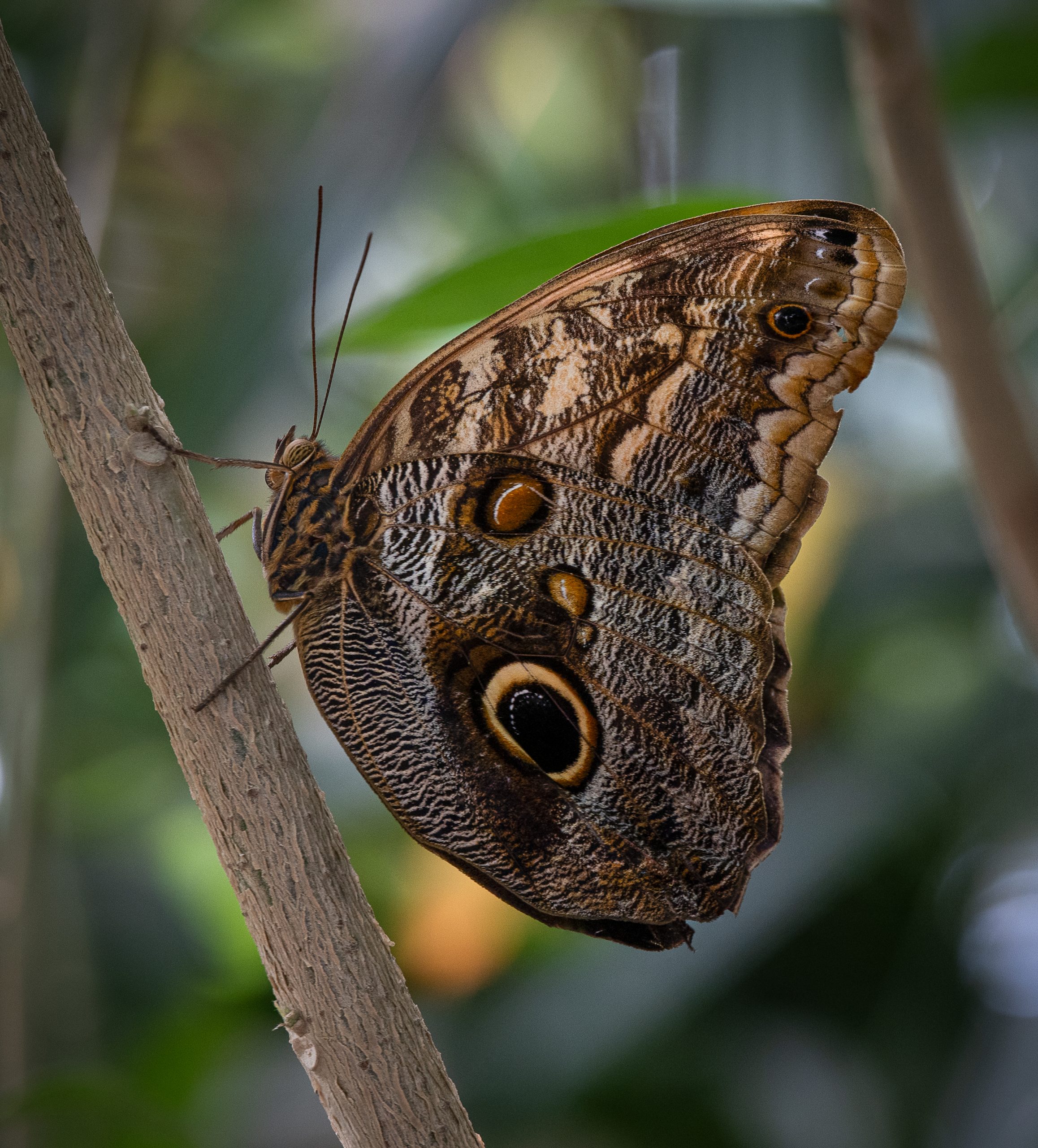 Owl Butterfly by James Pyle