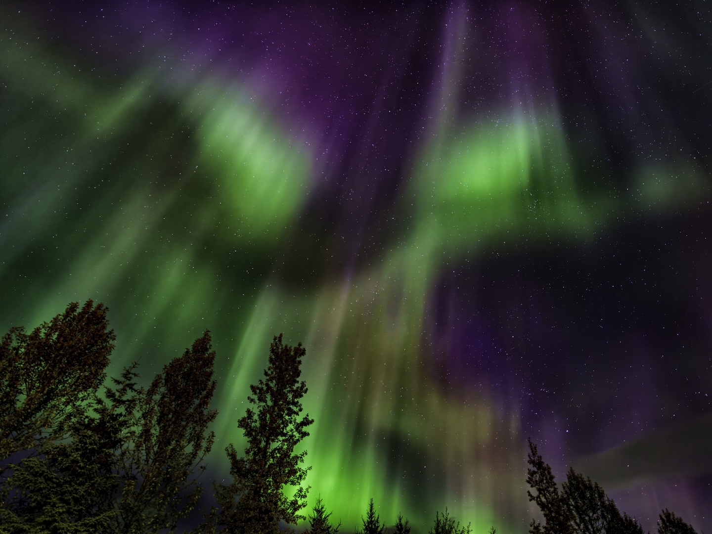 Nighteyes by Dave Ciha