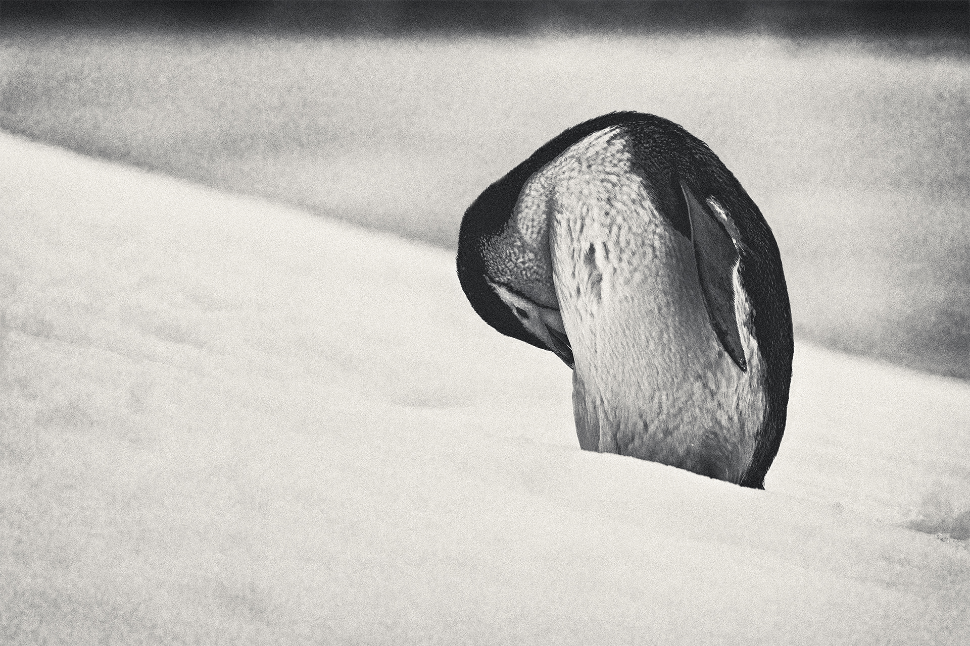 Solitary in The Snow by Lisa Miller