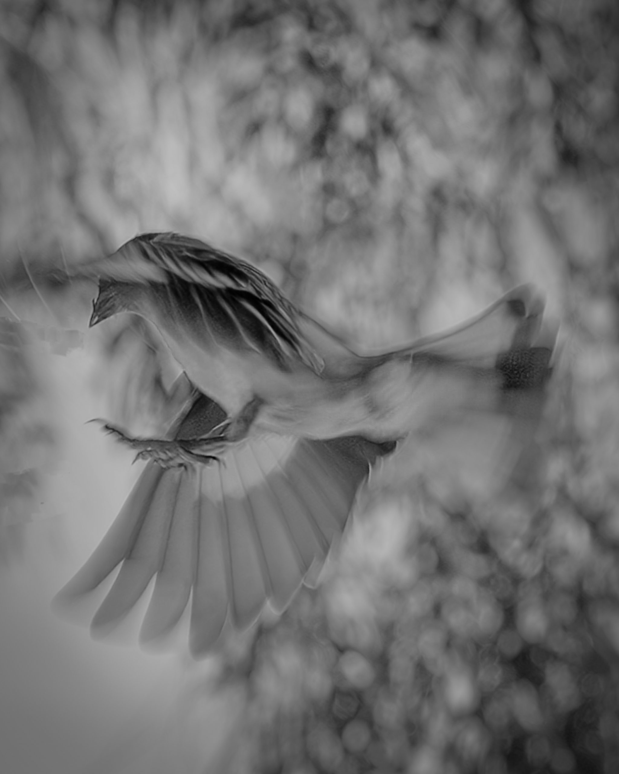 Bird Feeding by Rick Phillips