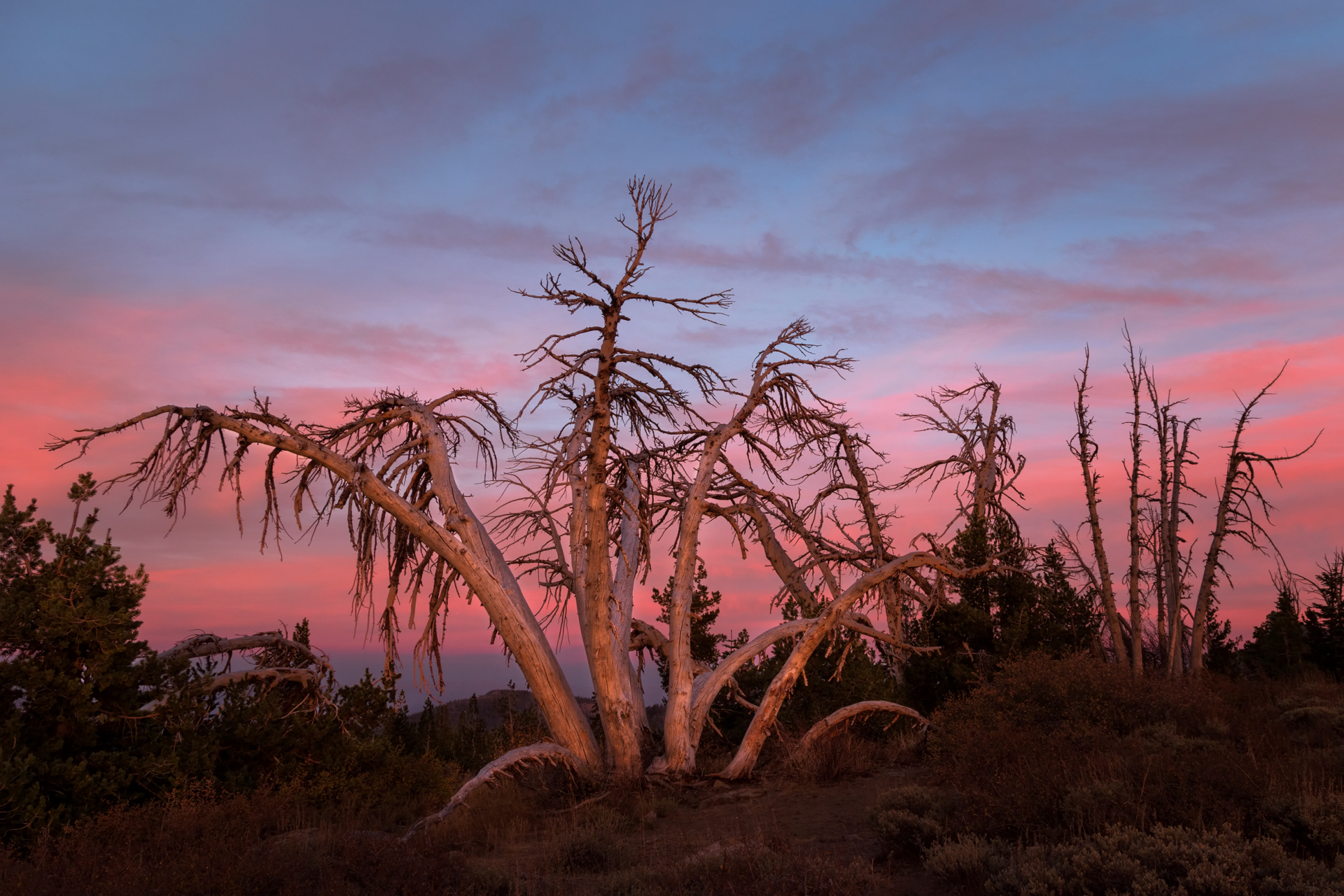 Nature's Last Encore by Angela Andrieux