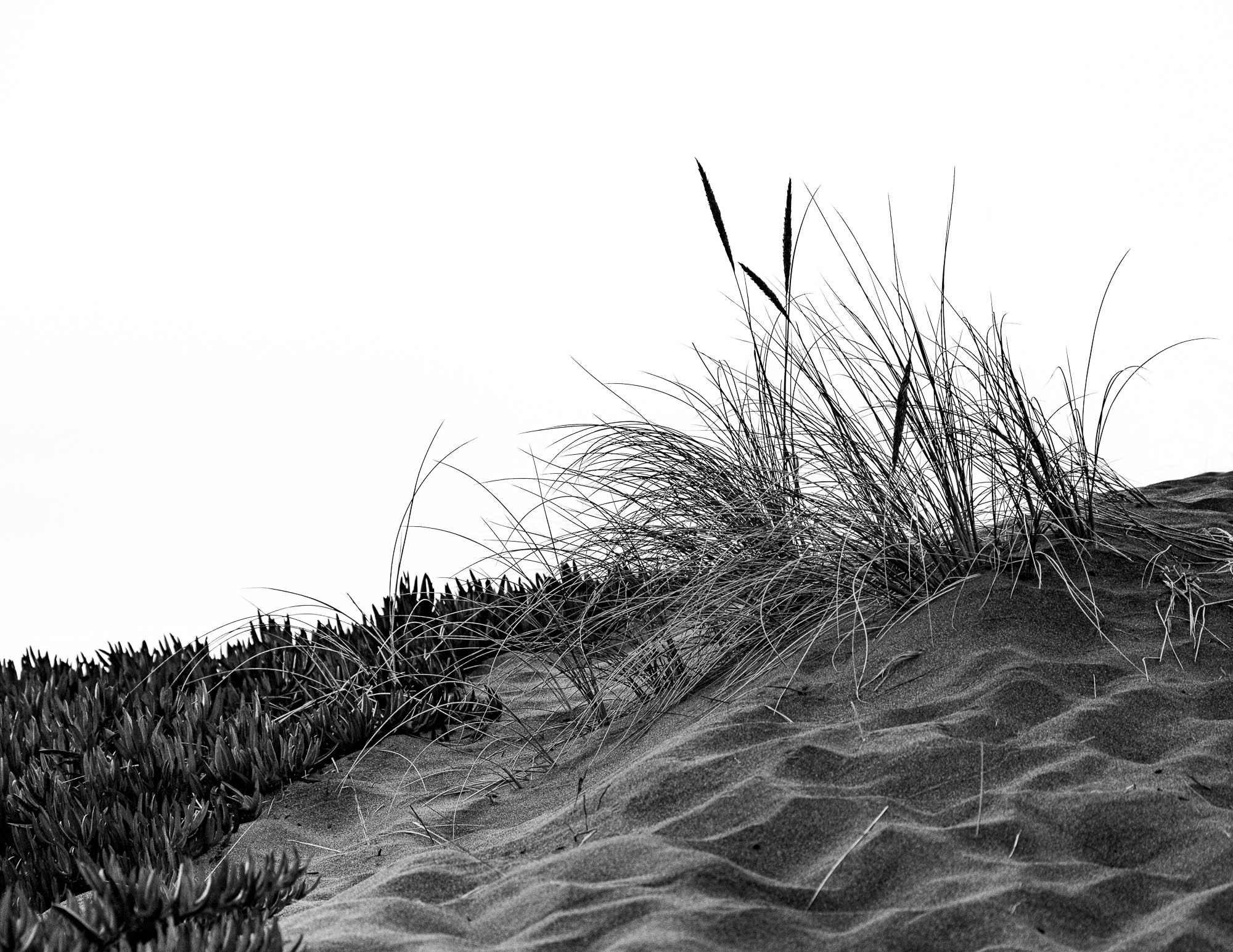 Samoa Beach Dunes by Mary Peddecord