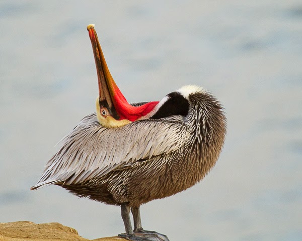 1st Place, Nature: Pelican Scratch by Nancy Varga
