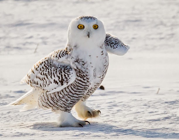 2nd Place, Nature: Snowy Owl Waving by Nancy Varga