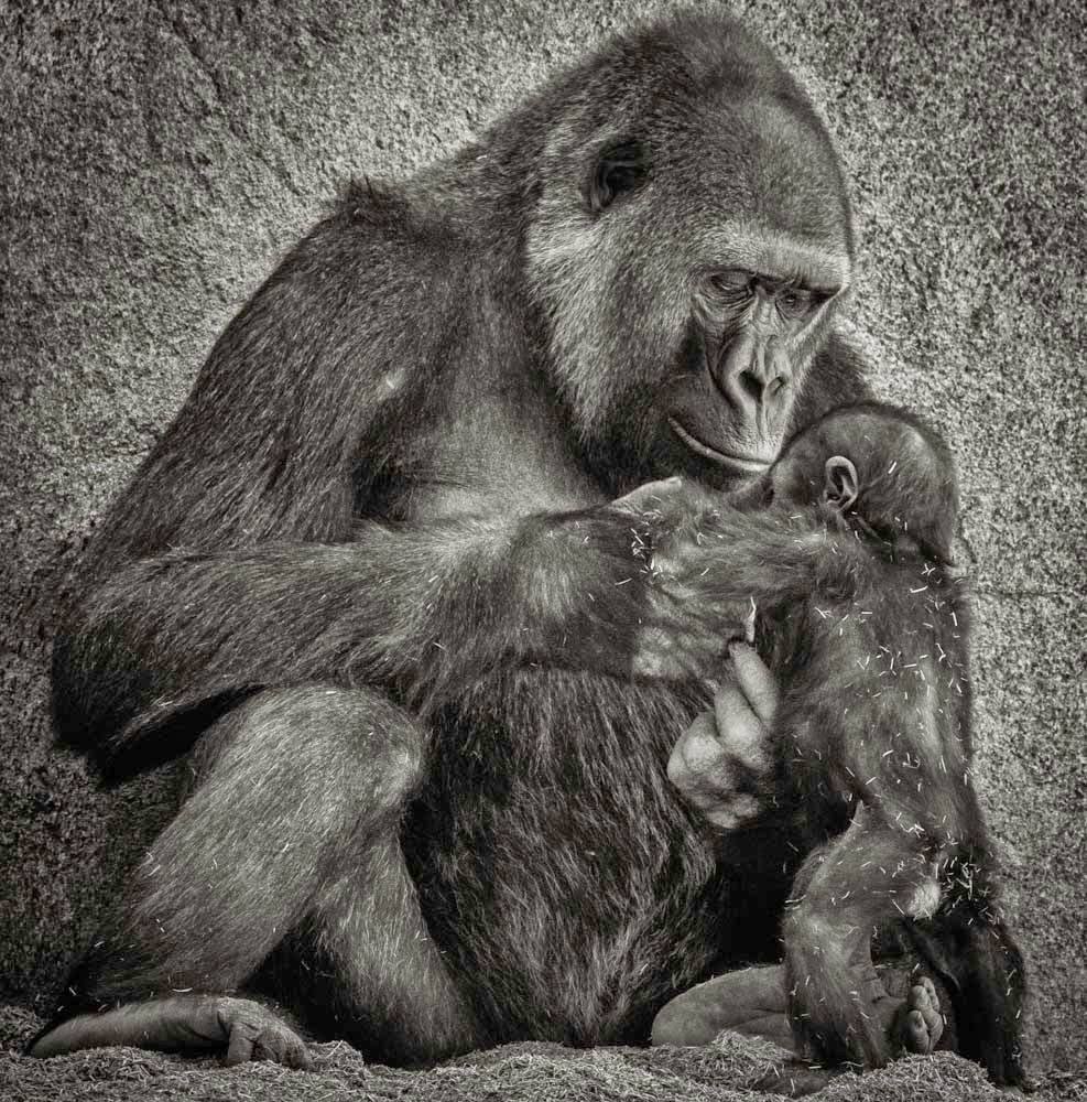 3rd Place, Monochrome: Learning To Stand by Jeff Booher