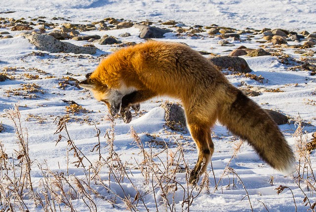 3rd Place, Nature: Pouncing by Nancy Varga
