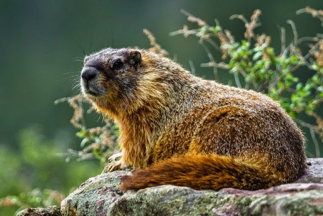 Honorable Mention, Nature: Perusing His Domain by Nancy Varga