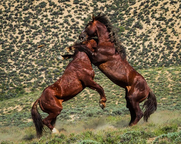 Honorable Mention, Nature: Sparing Horses by Nancy Varga
